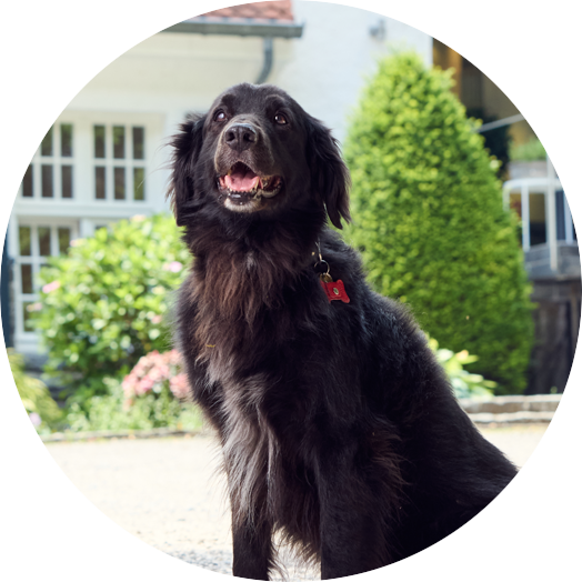 Immobilienmakler Hund